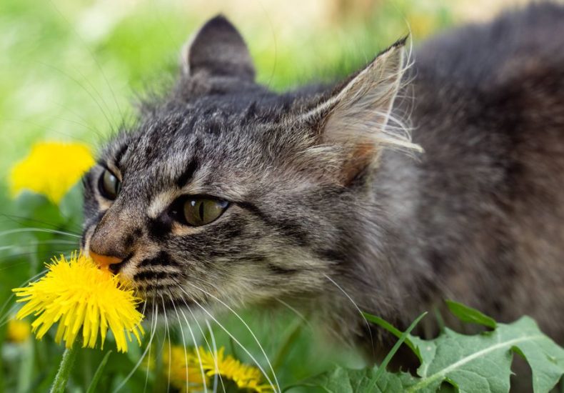 Keep cats and weeds out of garden by using one store cupboard ingredient