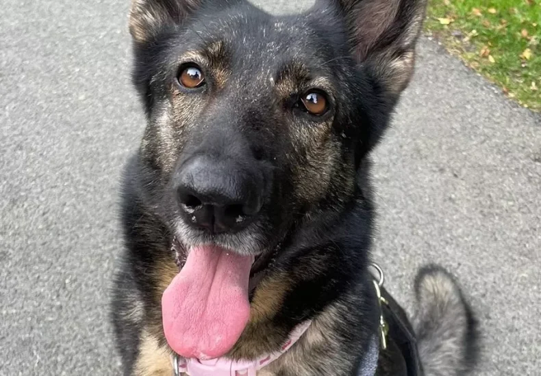 German Shepherd in Lincolnshire searching for forever home after spending more than a year in RSPCA care