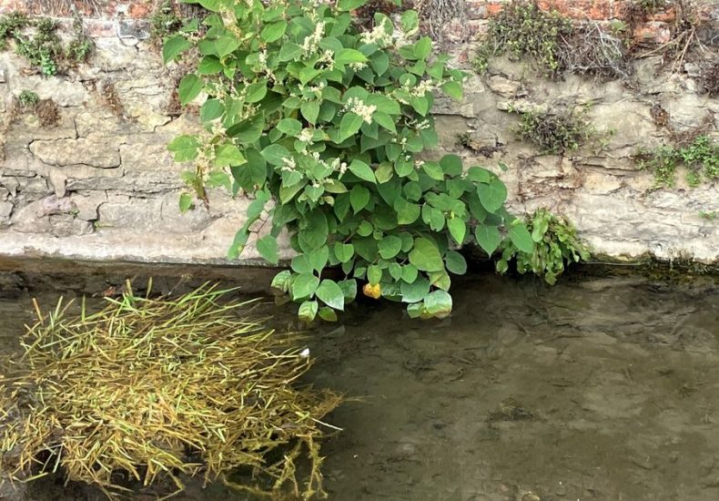 Environment Agency find 'invasive species' in Lincolnshire's River Slea