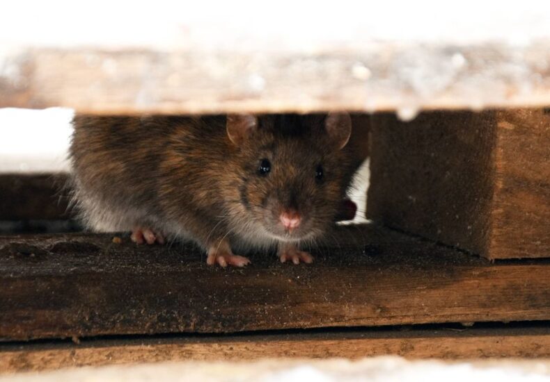 Rats and mice will scurry away from your home for good if they smell one natural item they 'fear'