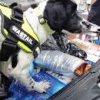 11 bags of illicit tobacco and cigarettes seized in raids on Boston businesses