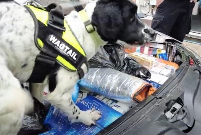 11 bags of illicit tobacco and cigarettes seized in raids on Boston businesses