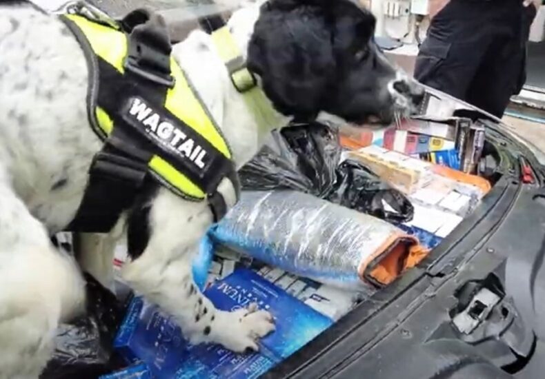 11 bags of illicit tobacco and cigarettes seized in raids on Boston businesses